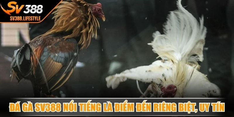 Đá gà SV388 nổi tiếng là điểm đến riêng biệt, uy tín vượt trội
