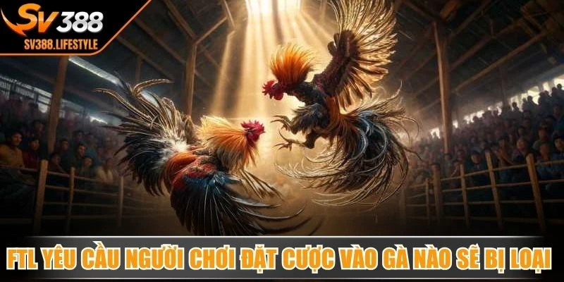 FTL yêu cầu người chơi đặt cược vào con gà nào sẽ bị loại đầu tiên